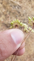 Perideridia bacigalupii