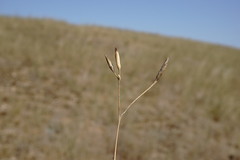 Dianthus lanceolatus