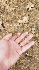 Perideridia bacigalupii