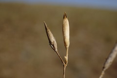 Dianthus lanceolatus