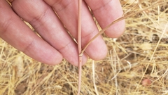 Perideridia bacigalupii