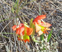 Gladiolus speciosus