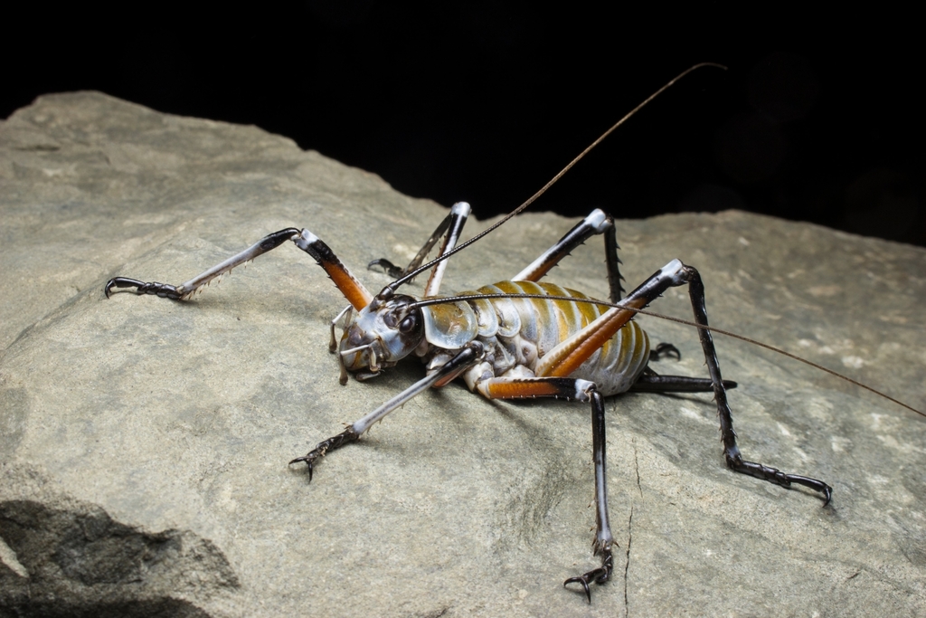 Bluff Weta
