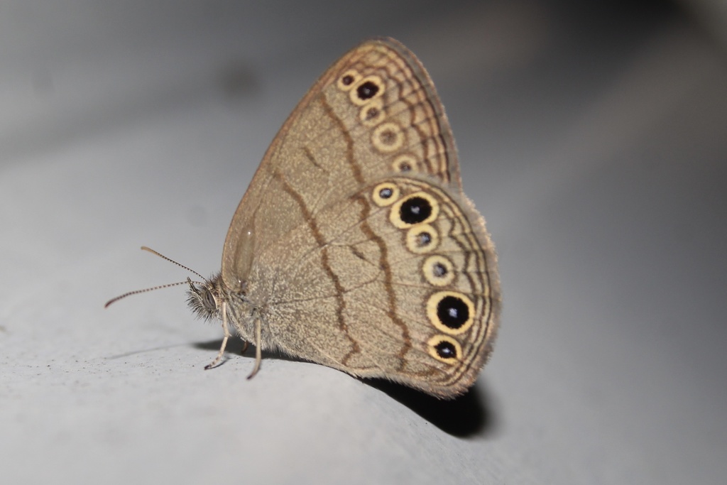 Carolina Satyr