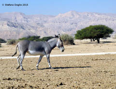 Equus africanus somaliensis
