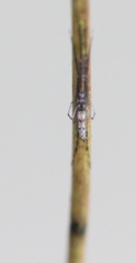 Tetragnatha mandibulata