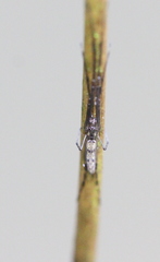 Tetragnatha mandibulata