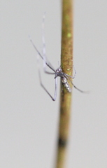 Tetragnatha mandibulata