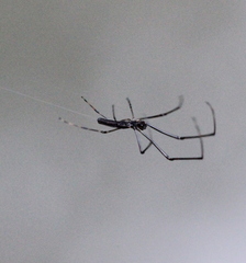 Tetragnatha mandibulata