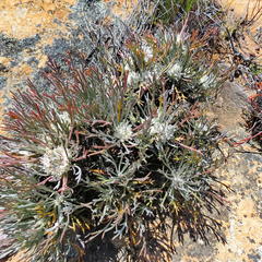 Euryops othonnoides