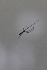 Tetragnatha mandibulata
