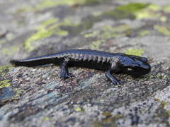Salamandra lanzai
