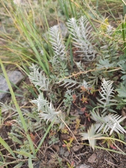 Cymbaria daurica