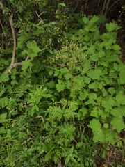 Valeriana transjenisensis