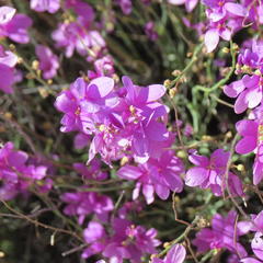 Heliophila juncea