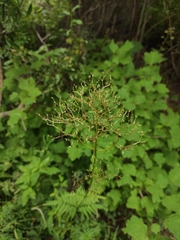 Valeriana transjenisensis