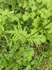 Valeriana transjenisensis