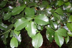 Cassipourea malosana