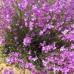 Heliophila juncea