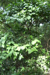 Cassipourea malosana