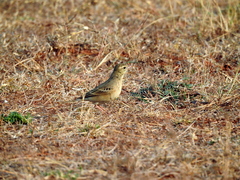 Anthus campestris