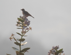 Mirafra erythroptera