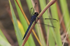 Libellula incesta