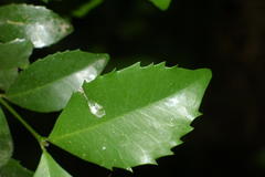 Cassipourea malosana