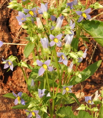 Exacum pedunculatum