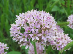Amerallium