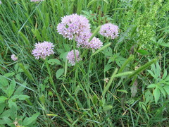 Amerallium