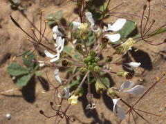 Cleome gynandra image