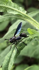 Physocephala floridana