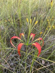 Lilium catesbaei image