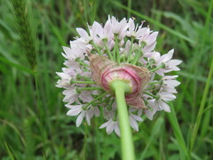 Amerallium