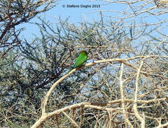Merops cyanophrys cyanophrys
