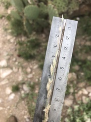 Bouteloua dactyloides