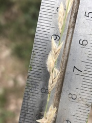 Bouteloua dactyloides