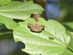 Quadrus lugubris lugubris