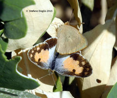 Colotis phisadia