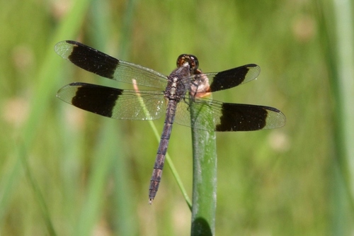 Band-winged Dragonlet