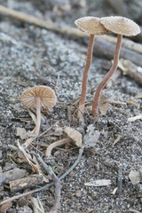 Inocybe subfulva