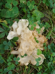 Sebacina sparassoidea