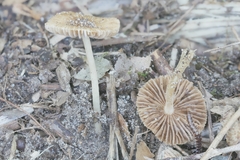 Inocybe margaritispora