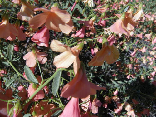Hermannia burchellii image