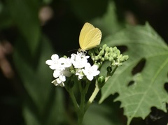 Pyrisitia dina