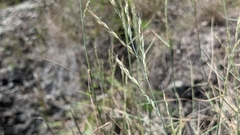 Arundinella setosa