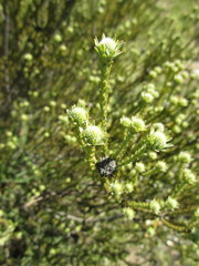 Leucadendron stellare