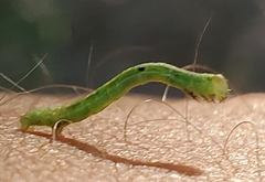 Mellilla xanthometata