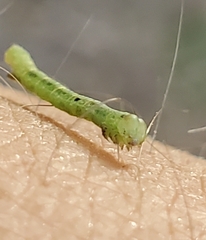 Mellilla xanthometata